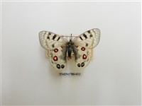 藏品(中國蝴蝶)的圖片